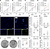 Limited effects of C3 on glioma cell growth under stressful conditions.