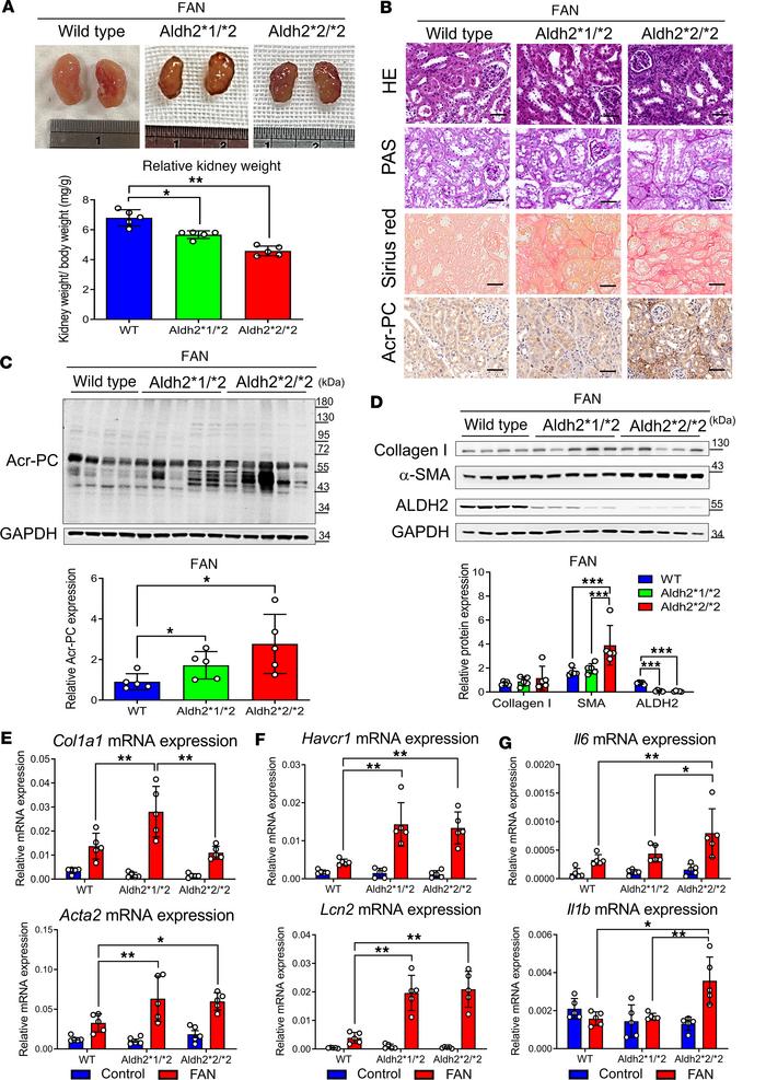 Assessment of Acr-PCs, fibrosis markers, inflammatory cytokines, and kid...