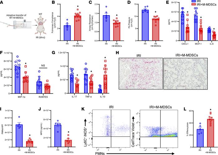 Administration of M-MDSCs attenuates pulmonary dysfunction after IRI.
(A...