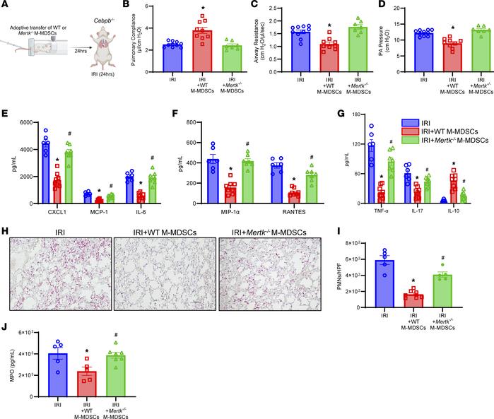 M-MDSC–mediated resolution of lung IRI is mediated via MerTK.
(A) Schema...