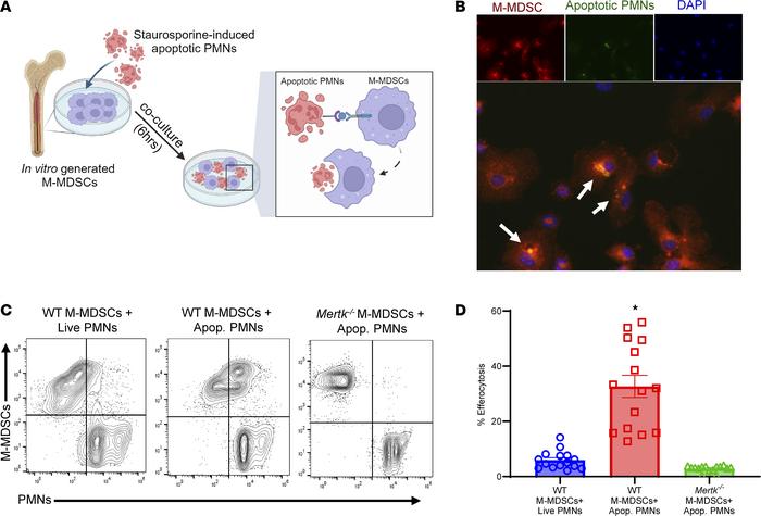 MerTK mediates M-MDSC–dependent efferocytosis in vitro.
(A) Schematic de...