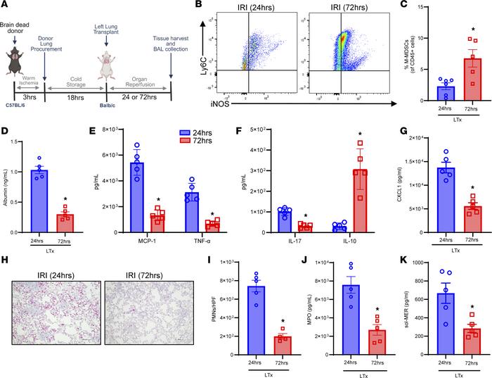 Resolution of IRI in an allogeneic orthotopic brain-dead model of IRI af...