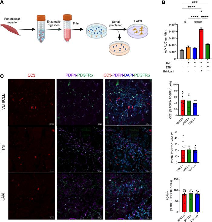 TNF inhibition alters cell death of periarticular muscle FAPs in vitro b...