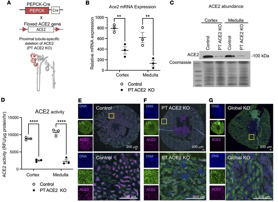 Proximal tubule-specific deletion of ACE2.
(A) PT ACE2–KO mice were gene...
