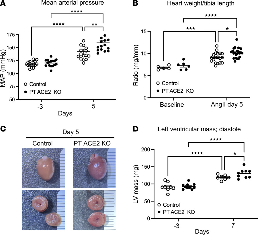 Proximal tubule ACE2 attenuates early hypertension and cardiac hypertrop...