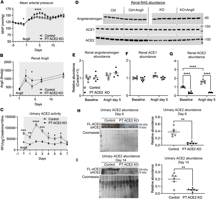 Proximal tubule ACE2 stabilizes response to AngII by mitigating increase...