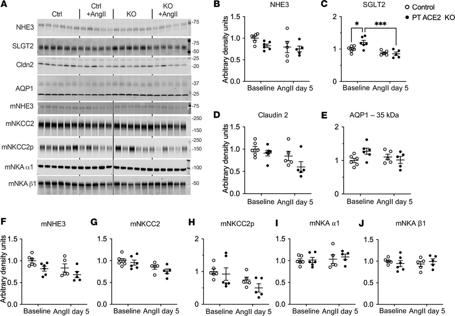 Alterations in sodium transporters along the proximal tubule and medulla...