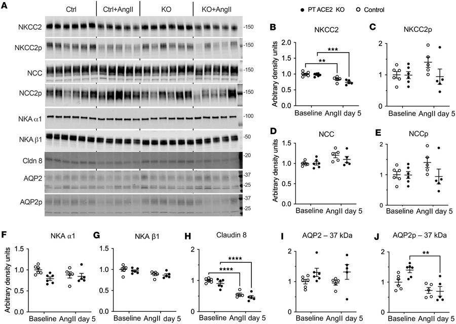 Alterations in sodium transporters along the more distal segments of the...