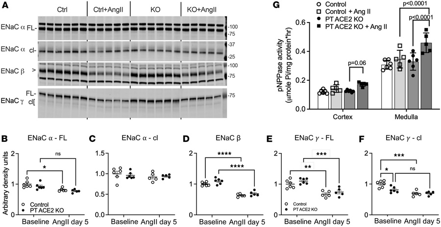 Inappropriate regulation of ENaCγ and Na,K-ATPase activity impairs press...