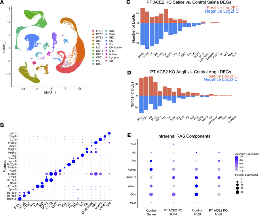 Transcriptional changes in the kidney in response to treatment with AngI...
