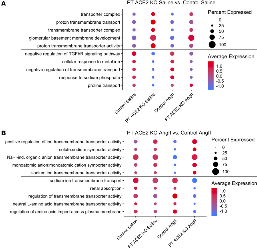 Differential pathway enrichment in PT ACE2–KO and Control mice.
(A) Enri...