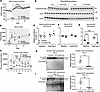 Proximal tubule ACE2 stabilizes response to AngII by mitigating increases i