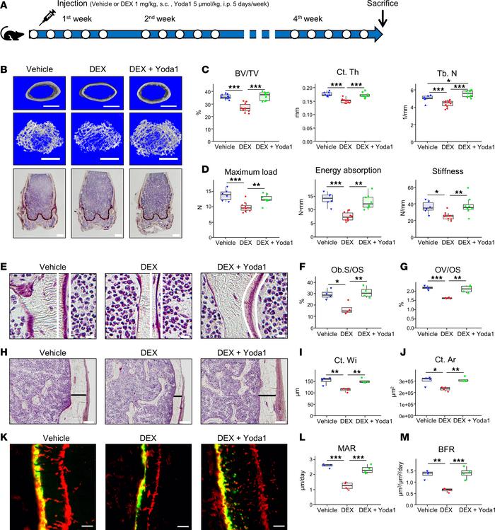 Yoda1 prevents bone structure changes and reduces the fragility of the f...