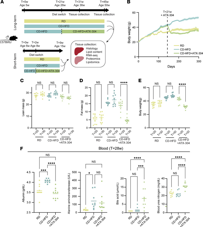 ATX-304 reduces body fat mass in male CD-HFD mice.
(A) Overview of mouse...