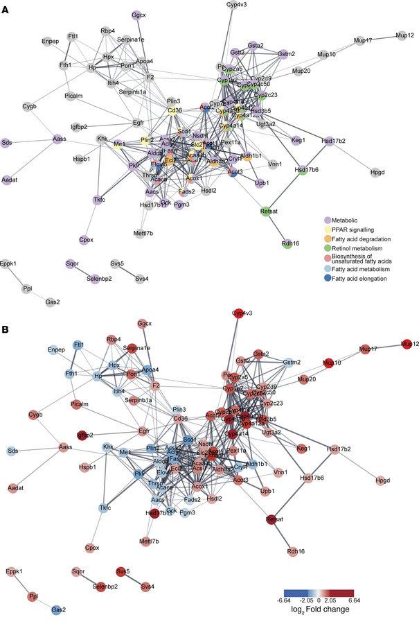 Proteomics analysis corroborates catabolic switch in lipid metabolism of...