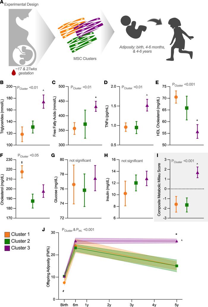 MSC clusters track with maternal and offspring metabolic characteristics...