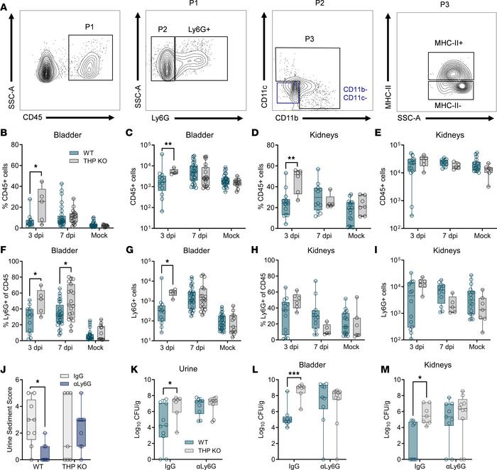 THP deficiency increases bladder neutrophil infiltration and reduces bac...