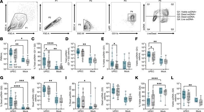 Neutrophil exDNA+ populations are decreased in THP-deficient mice during...