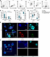 Neutrophil NETosis populations are altered in THP-deficient mice during UTI
