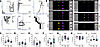 THP exposure alters proportions of NETs, NET precursors, and other cellular