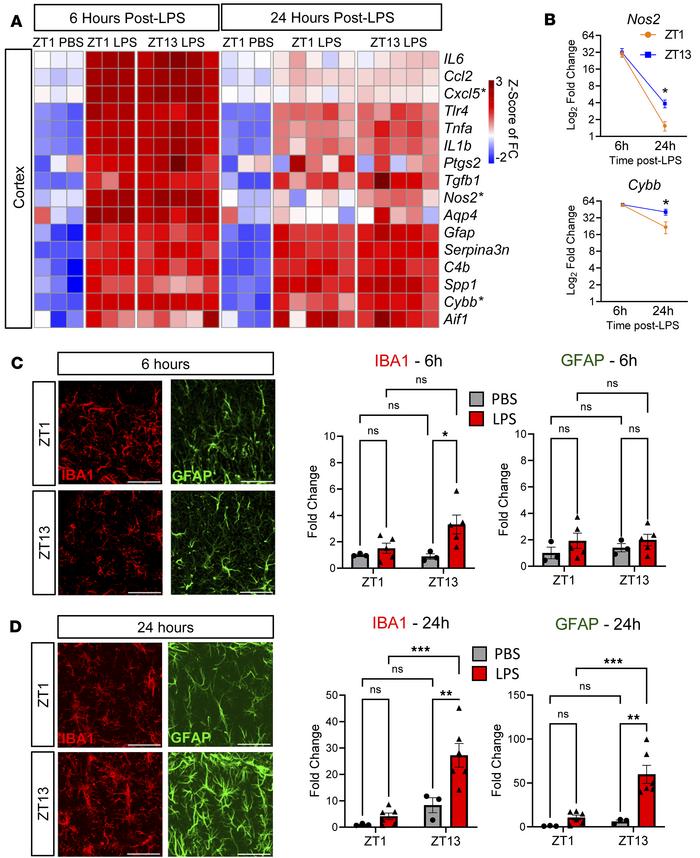 Evening LPS causes persisting inflammation and gliosis.
(A) Heatmap of s...