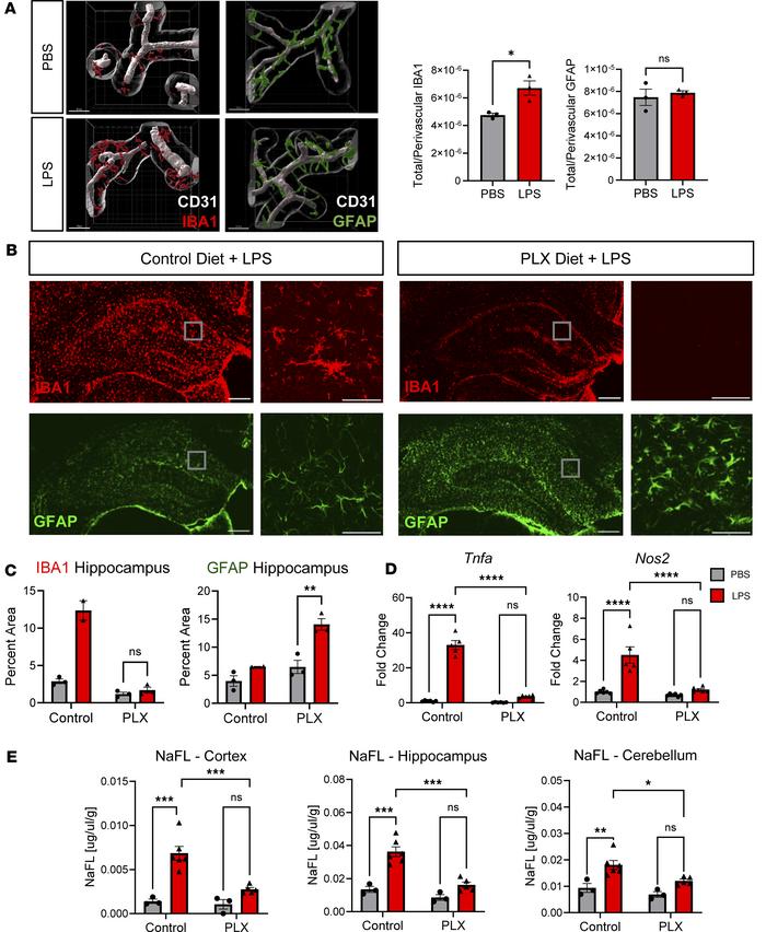 Microglia are required for LPS-induced inflammatory BBB breakdown at ZT1...
