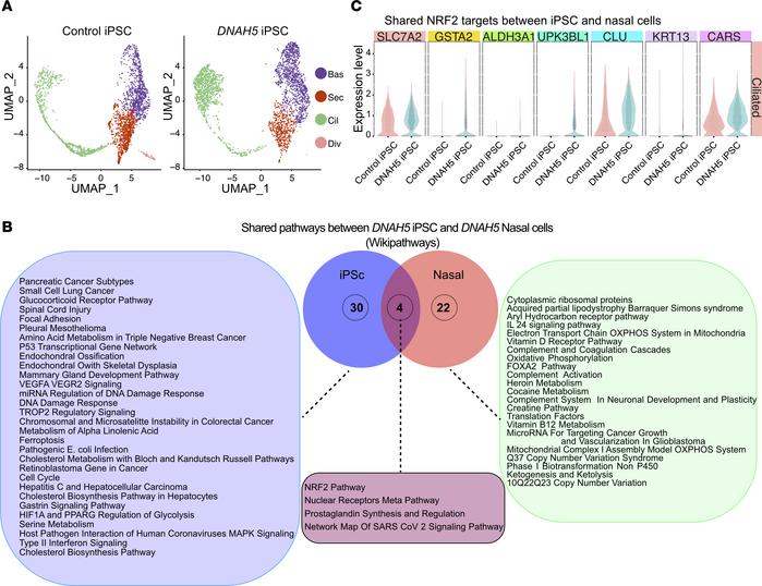 Expression of GSTA2 and NRF2 markers in native and DNAH5 iPScs.
(A) UMAP...