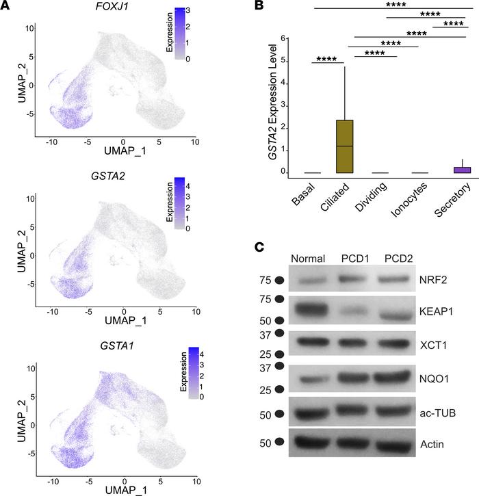 Expression of GSTA2 and NRF2 markers in multiciliated cells.
(A) The exp...