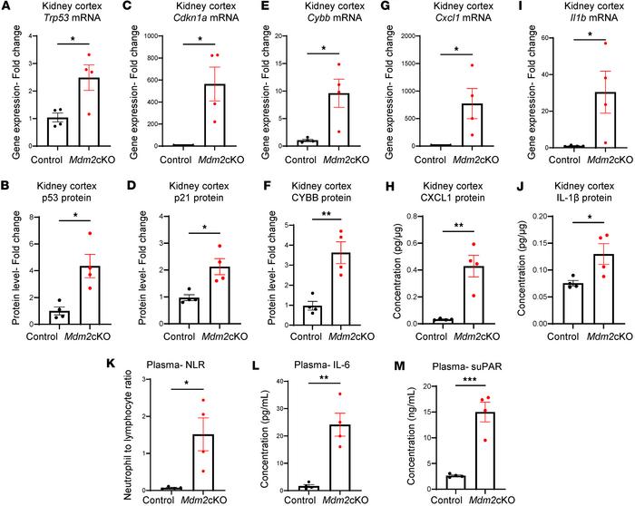 Tubular kidney cell death is associated with increased inflammation loca...
