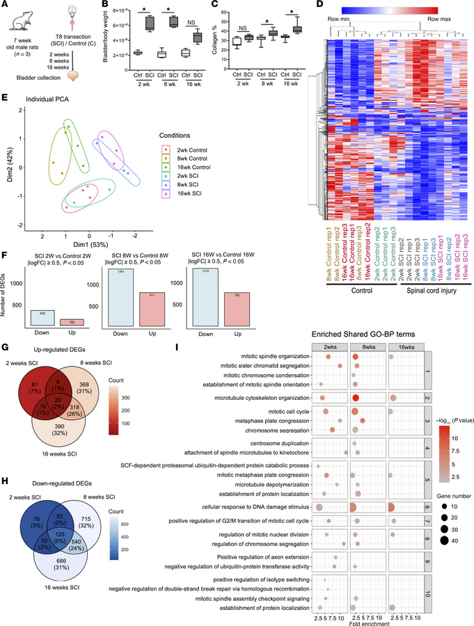 Effect of spinal cord injury over time on the transcriptome of the bladd...