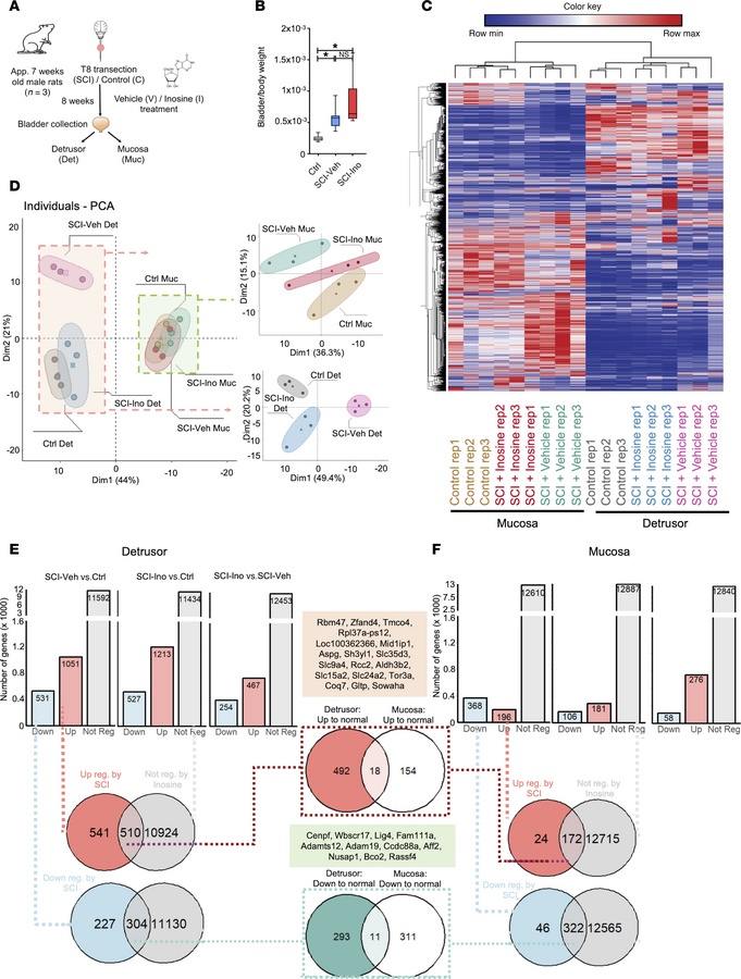 Effect of spinal cord injury and inosine treatment on transcriptome of b...