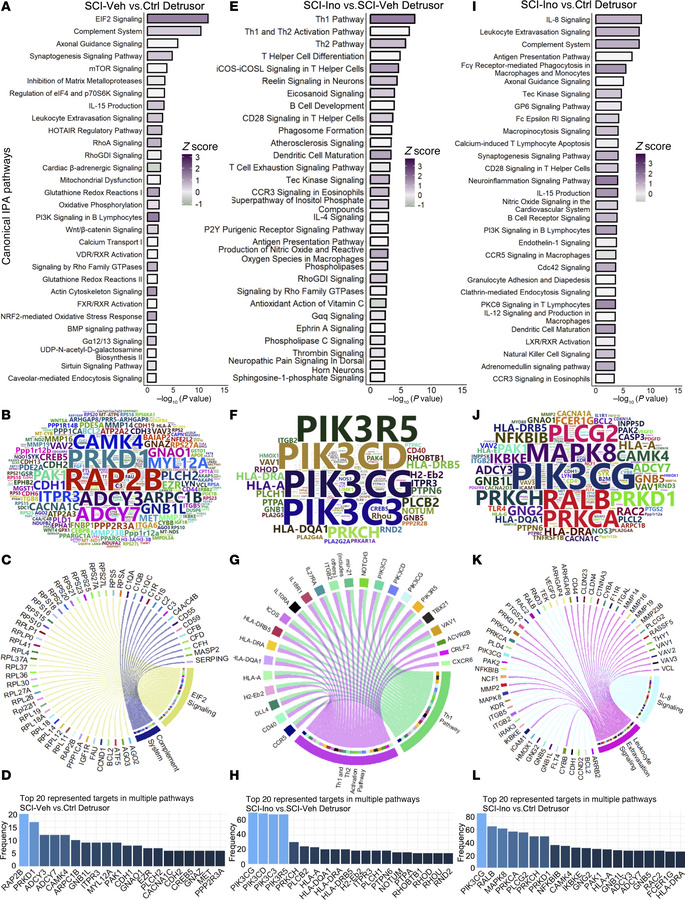 Regulated canonical pathways inferred by IPA in detrusor.
(A) Bar chart ...