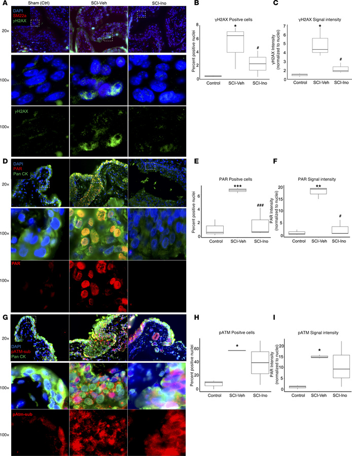 Immunostaining for causal network and pathway validation.
(A, D, and G) ...