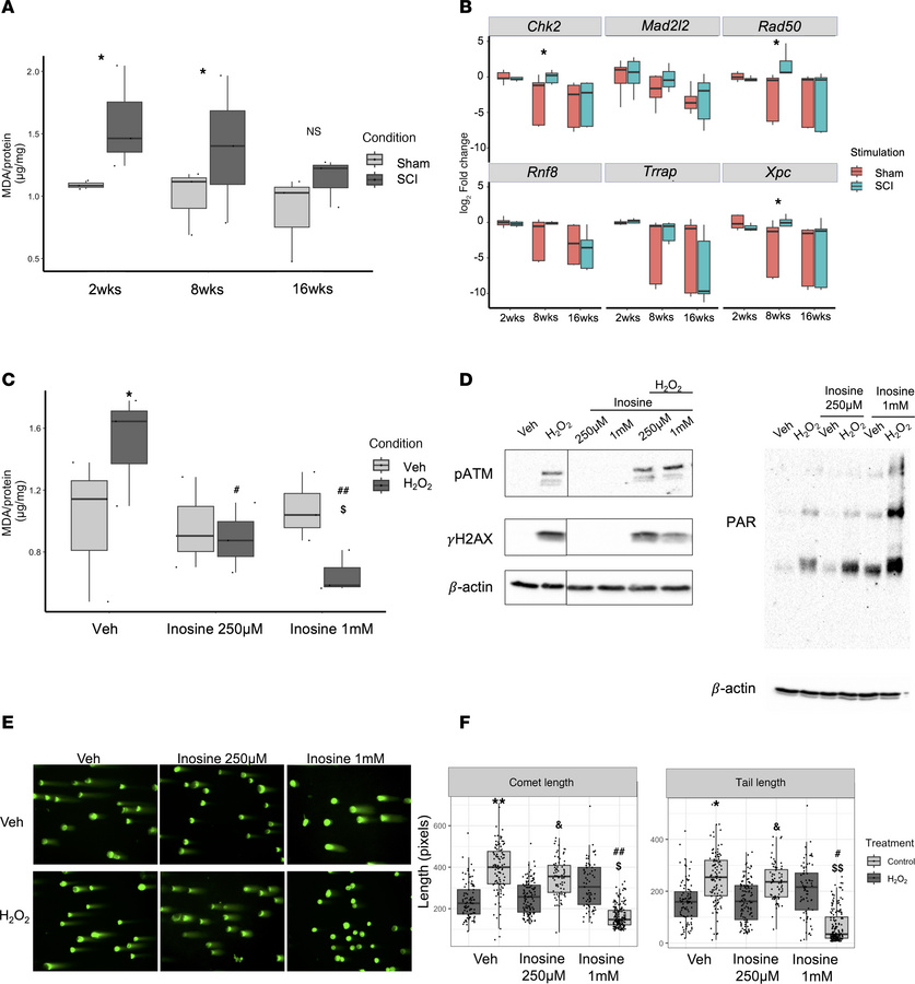 In vitro validation of oxidative DNA damage and its sensitivity to inosi...