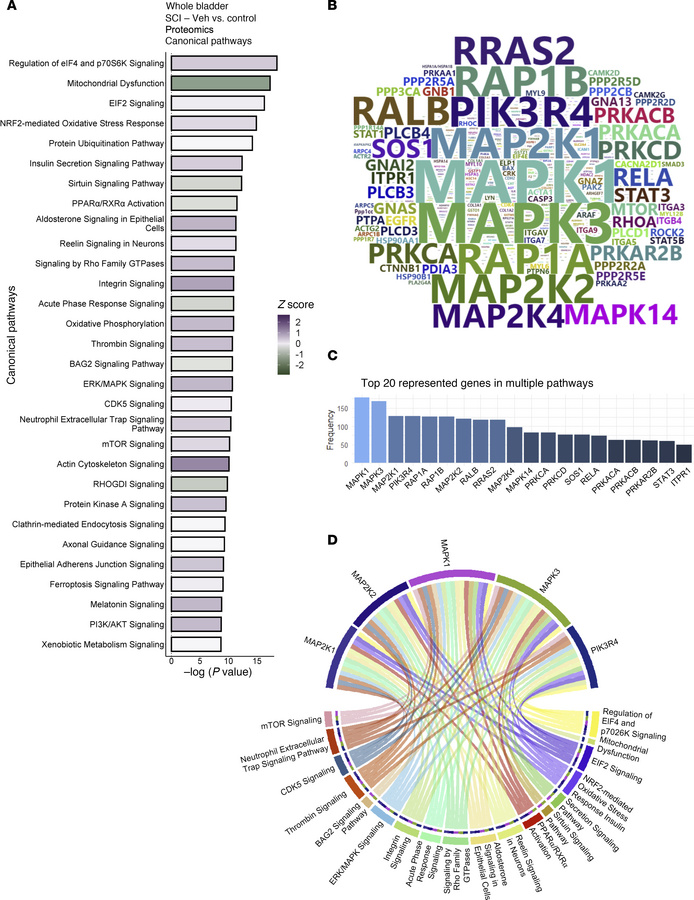 Regulated canonical pathways inferred by IPA of proteomics data.
(A) Bar...