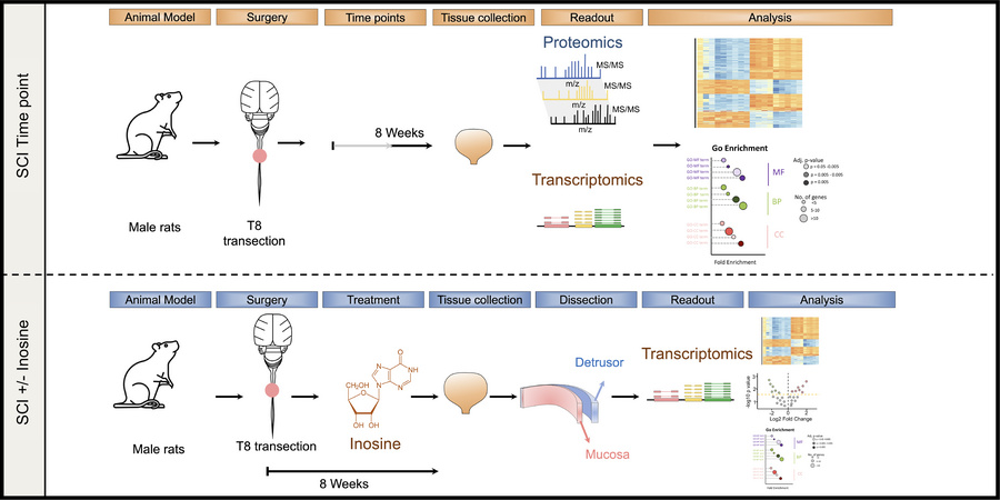 graphical abstract