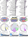 Regulated canonical pathways inferred by IPA in detrusor.