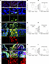 Immunostaining for causal network and pathway validation.