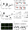 In vitro validation of oxidative DNA damage and its sensitivity to inosine.
