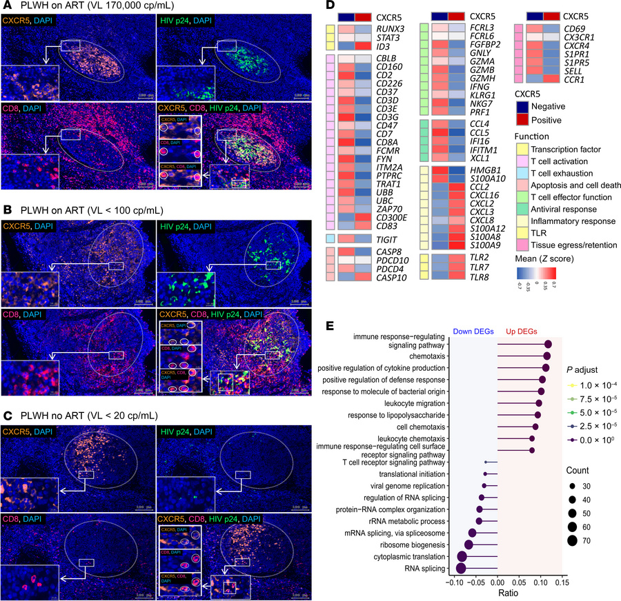 CXCR5+CD8+ T cell localization in tonsils and their distinct transcripto...