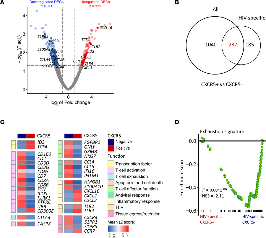 Circulating HIV-specific CXCR5+CD8+ T cells show a classical follicular,...