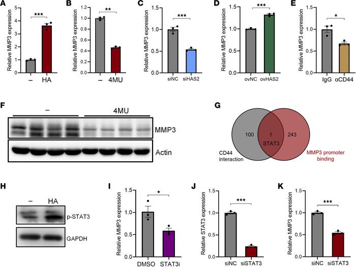 HA upregulates MMP3 expression in colonic fibroblasts in a STAT3-depende...