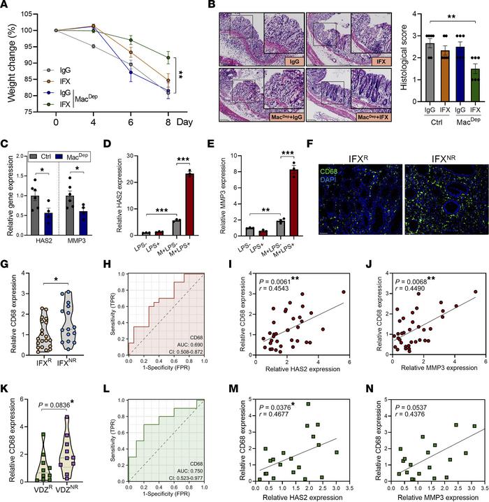 Macrophages upregulate HAS2 expression in fibroblasts.
(A and B) Mice we...
