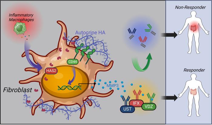 graphical abstract