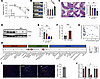 HAS2 inhibition sensitized IFX treatment in colitis.