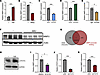 HA upregulates MMP3 expression in colonic fibroblasts in a STAT3-dependent