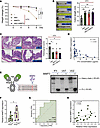 MMP3 contributes to IFX nonresponse by mediating its cleavage.