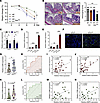 Macrophages upregulate HAS2 expression in fibroblasts.