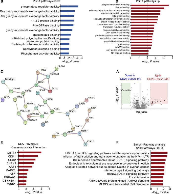 B cell ROCK1 controls a distinctive phospho-proteomic profile.
Purified ...