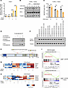 ROCK1 phosphorylates BACH2 and controls its stability.